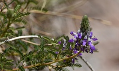 Dalea elegans