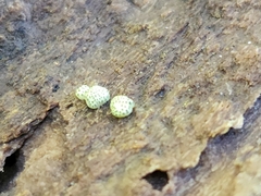 Trichoderma gelatinosum