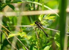 Leucorrhinia intacta