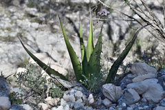 Agave gentryi