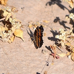 Chlosyne lacinia adjutrix
