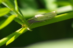Crambus saltuellus
