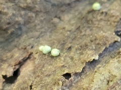 Trichoderma gelatinosum