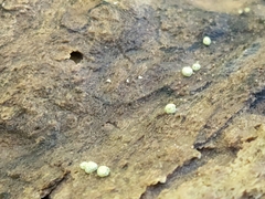 Trichoderma gelatinosum
