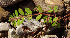 Euphorbia humistrata