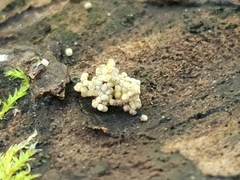 Trichoderma gelatinosum