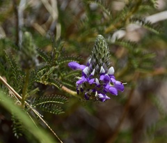 Dalea elegans