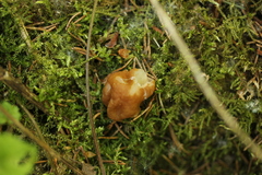 Gyromitra gigas