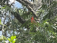 Cardinalis cardinalis