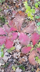 Quercus rubra