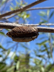 Stagmatoptera hyaloptera
