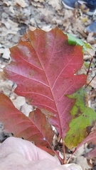 Quercus rubra
