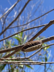 Stagmatoptera hyaloptera