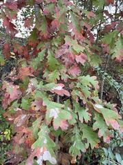 Quercus alba