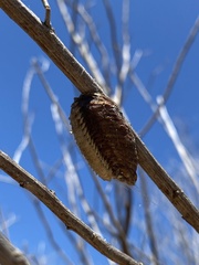 Stagmatoptera hyaloptera