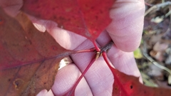 Quercus rubra