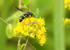 Euodynerus castigatus