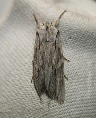 Lithophane leautieri