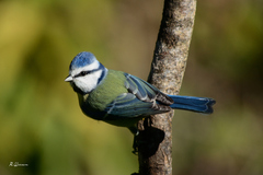 Cyanistes caeruleus