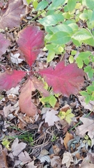 Quercus rubra