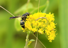 Euodynerus castigatus