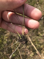 Rhynchospora divergens