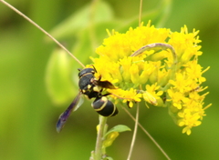 Euodynerus castigatus