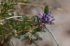 Dalea elegans