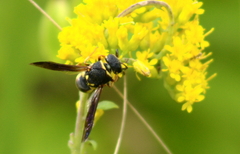 Euodynerus castigatus