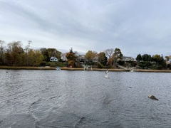 Larus argentatus