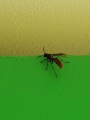 Apoica