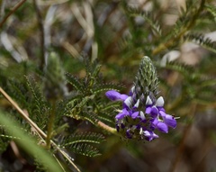 Dalea elegans
