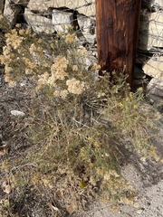 Ericameria nauseosa