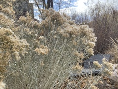 Ericameria nauseosa