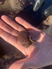 Cycloxanthops novemdentatus