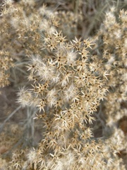 Ericameria nauseosa