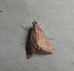 Pyrausta inornatalis