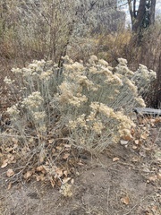 Ericameria nauseosa