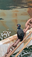 Leucocarbo magellanicus