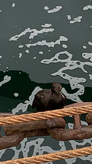 Leucocarbo magellanicus