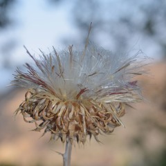 Cirsium occidentale