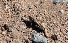 Melanoplus devastator