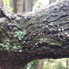 Mycena pseudocorticola