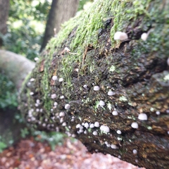 Mycena pseudocorticola
