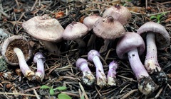 Inocybe lilacina