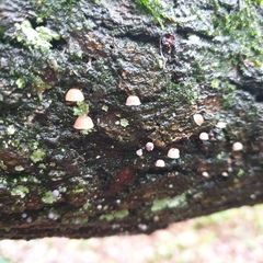 Mycena meliigena