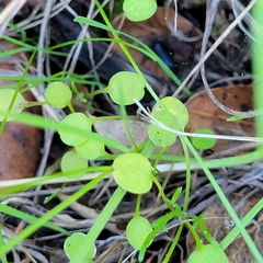 Pterostegia drymarioides