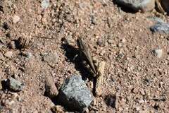 Melanoplus devastator