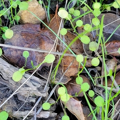 Pterostegia drymarioides