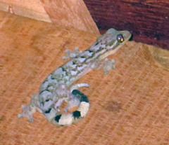 Thecadactylus rapicauda